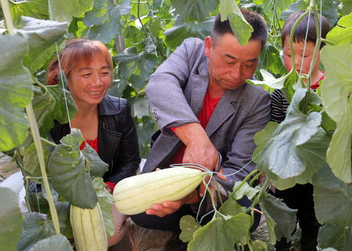 大荔县下寨镇新堡村从农业产业转型中走出来 种花又种瓜