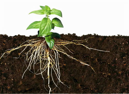 作物如何快速生根 用什么产品可以让作物生根壮苗,预防早衰
